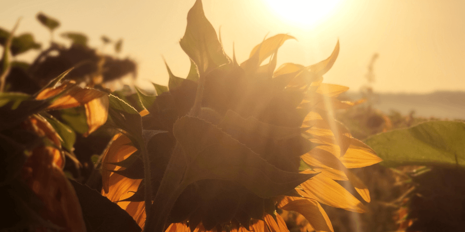 Acquistare vitamina D – vitamina D ad alte dosi per un’efficacia ottimale?